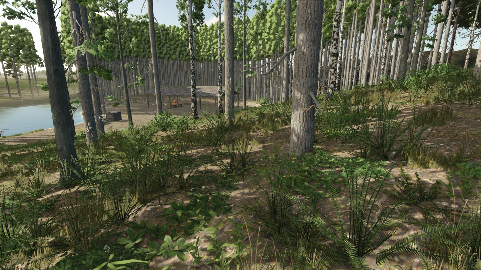 Forest paths