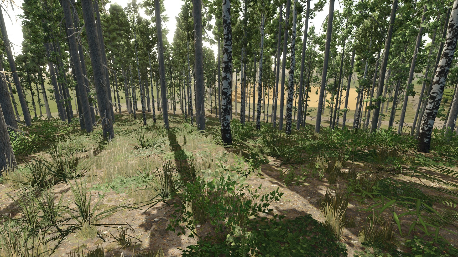Woodland scenery
